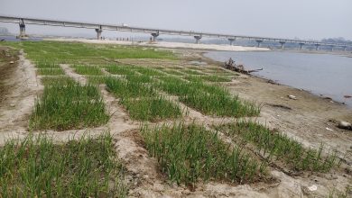 Photo of कर्णाली नदी बगरमा लोभलाग्दो प्याजखेती