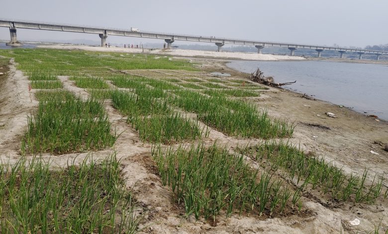 कर्णाली नदी बगरमा लोभलाग्दो प्याजखेती