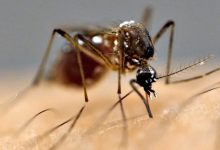 Photo of नवलपरासी पूर्वमा ४६ हजारले लगाए जापानिज इन्सेफलाइटिस विरुद्धको खोप