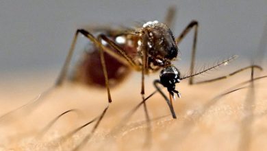 Photo of नवलपरासी पूर्वमा ४६ हजारले लगाए जापानिज इन्सेफलाइटिस विरुद्धको खोप