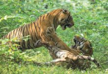 Photo of शुक्ला–लालझाडी–जोगबुडा कम्प्लेक्समा बाघ गणना सुरु