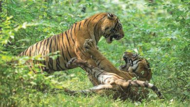 Photo of शुक्ला–लालझाडी–जोगबुडा कम्प्लेक्समा बाघ गणना सुरु