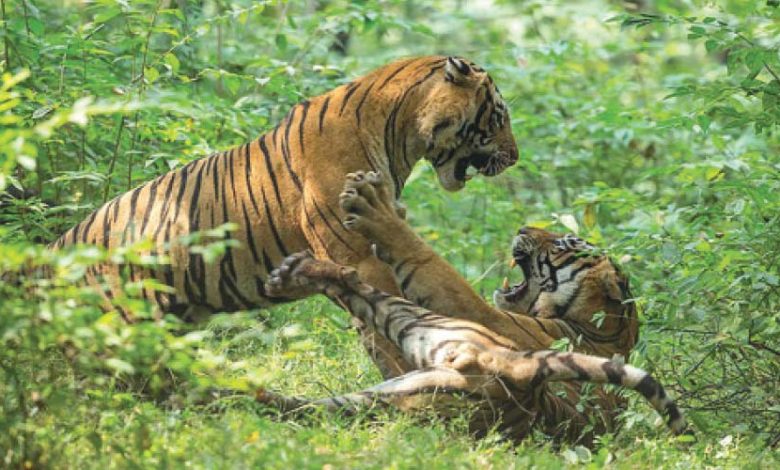 शुक्ला–लालझाडी–जोगबुडा कम्प्लेक्समा बाघ गणना सुरु
