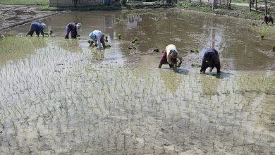 Photo of सुनसरीमा चैते धान रोपाइँ