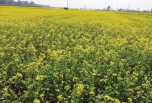 Photo of चितवनमा तेरीको उत्पादन घट्यो