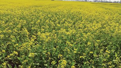 Photo of चितवनमा तेरीको उत्पादन घट्यो