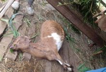 Photo of गुल्मीमा चट्याङ पर्दा ३ जना घाइते, केही चौपाय मरे