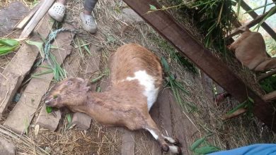 Photo of गुल्मीमा चट्याङ पर्दा ३ जना घाइते केही चौपाय मरे