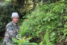 Photo of धवलागिरिको माकुसका किसान व्यावसायिक जडीबुटीखेतीमा आकर्षित