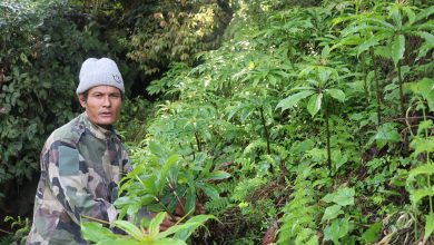 Photo of धवलागिरिको माकुसका किसान व्यावसायिक जडीबुटीखेतीमा आकर्षित