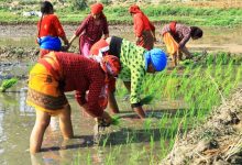 Photo of सिँचाइ अभावले चैते धानखेती घट्दै