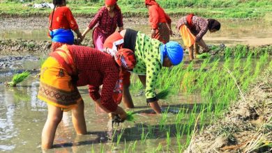 Photo of सिँचाइ अभावले चैते धानखेती घट्दै