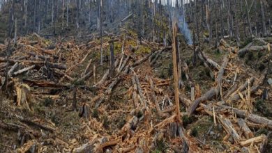 Photo of गतलाङ क्षेत्रमा ‘ड्रोन’बाट वनस्पतिका बीउ छरिदै