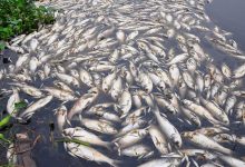 Photo of बेनीका किसानलाई माछाका भुरा वितरण