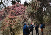 Photo of गुराँस हेर्न पर्यटक घोडेपानीमा