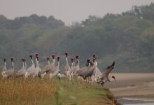 Photo of सारसको रोजाइमा लुम्बिनी : स्थानीयको संरक्षणले फस्टाउँदै प्रजननस्थल