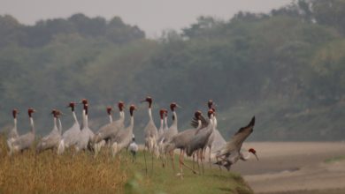 Photo of सारसको रोजाइमा लुम्बिनी : स्थानीयको संरक्षणले फस्टाउँदै प्रजननस्थल