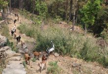 Photo of बाख्रापालनमा निर्भर धारापानीका बासिन्दा