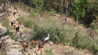 Photo of बाख्रापालनमा निर्भर धारापानीका बासिन्दा