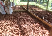 Photo of रुद्राक्ष खेतीबाट मनग्य आम्दानी