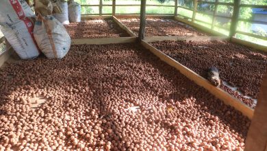 Photo of रुद्राक्ष खेतीबाट मनग्य आम्दानी