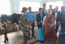 Photo of गौशालालाई व्यवस्थित र आधुनिक बनाउँदै उद्योगका रूपमा विकास गर्नुपर्छ: प्रधानमन्त्री कार्की