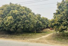 Photo of यसवर्ष आँपमा राम्रो मञ्जरी, उत्पादन बढ्ने अपेक्षा
