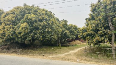 Photo of यसवर्ष आँपमा राम्रो मञ्जरी, उत्पादन बढ्ने अपेक्षा