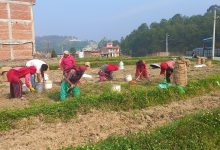 Photo of आलु उत्पादक किसान भन्छन्, ‘खनौँ भाउ छैन, नखनौँ कुहिने डर छ’