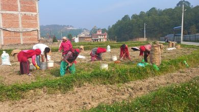 Photo of आलु उत्पादक किसान भन्छन्, ‘खनौँ भाउ छैन, नखनौँ कुहिने डर छ’