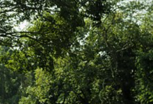 Photo of निकुञ्जमा सिकार खेल्न गएका ५ जना बेपत्ता