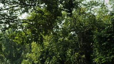 Photo of निकुञ्जमा सिकार खेल्न गएका ५ जना बेपत्ता