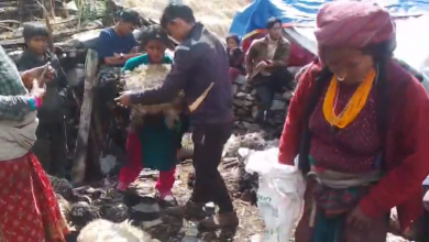 Photo of चितुवा गाेठमा पसेर मार्याे ४५ भेडा