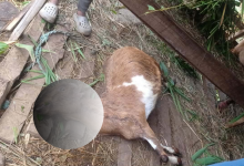 Photo of गुल्मीमा चट्याङ पर्दा ३ जना घाइते, केही चौपाय मरे