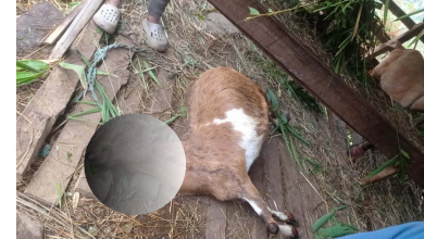 Photo of गुल्मीमा चट्याङ पर्दा ३ जना घाइते, केही चौपाय मरे