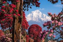 Photo of ढकमक फुलेको लालीगुराँस र पृष्ठभूमीमा हिमालको मनमोहक दृश्य