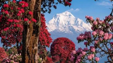 Photo of ढकमक फुलेको लालीगुराँस र पृष्ठभूमीमा हिमालको मनमोहक दृश्य