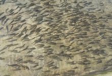 Photo of रुपातालमा १० हजार जातका माछाका भुरा छाडियो