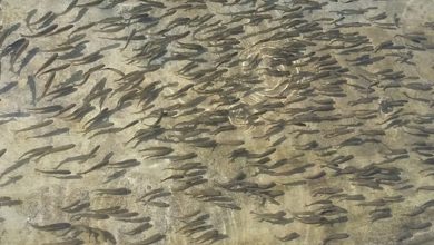 Photo of रुपातालमा १० हजार जातका माछाका भुरा छाडियो