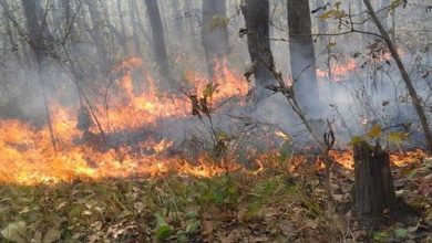 Photo of जानीजानी वनमा डढेलो लगाउने प्रवृत्ति बढ्दो