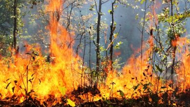 Photo of जुम्लामा ३३०. २८ हेक्टरमा डढेलोबाट वन क्षति