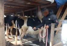 Photo of व्यावसायिक गाईपालनबाट आयआर्जन गर्दै वडाध्यक्ष तामाङ