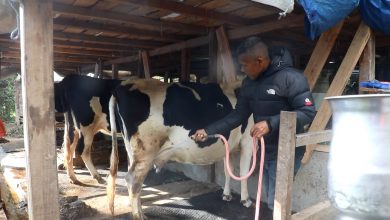 Photo of व्यावसायिक गाईपालनबाट आयआर्जन गर्दै वडाध्यक्ष तामाङ
