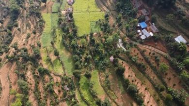 Photo of व्यावसायिक फलफूलखेतीतर्फ भुल्केका किसानको आकर्षण