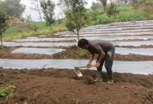 Photo of अकबरे खुर्सानी रोप्नमा व्यस्त भोजपुरका किसान