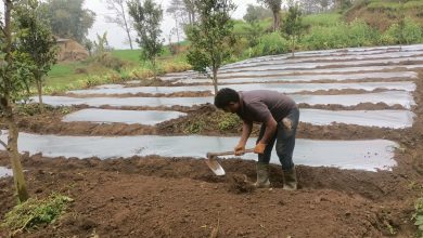 Photo of अकबरे खुर्सानी रोप्नमा व्यस्त भोजपुरका किसान
