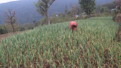 Photo of सडक पहुँचसँगै लसुनखेतीमा किसान आकर्षित
