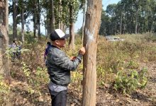 Photo of तनहुँ जलविद्युत् आयोजनाः प्रसारण लाइन निर्माणका लागि रुख छपान सुरु