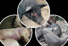 Photo of पर्वतमा अफ्रिकन स्वाइन, ४६ बङ्गुर मरे