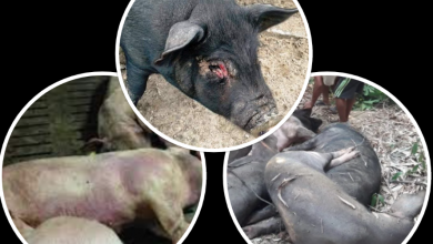 Photo of पर्वतमा अफ्रिकन स्वाइन, ४६ बङ्गुर मरे